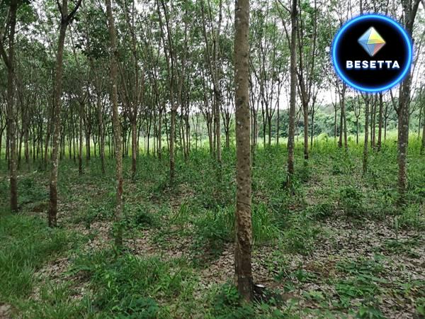 ขายที่ดินสวนยางติดลำห้วย พิกัดหลังบ้านโนนสมบูรณ์ ต.คำเขื่อนเเก้ว อ.สิรินธร จ.อุบลราชธานี